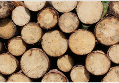 Why Use Hickory Firewood for Cooking?